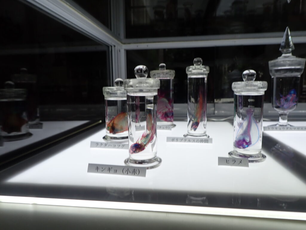 秋期企画展 冨田伊織作品展 新世界 透明標本 サテライト展示 In 狭山市役所 狭山市立博物館